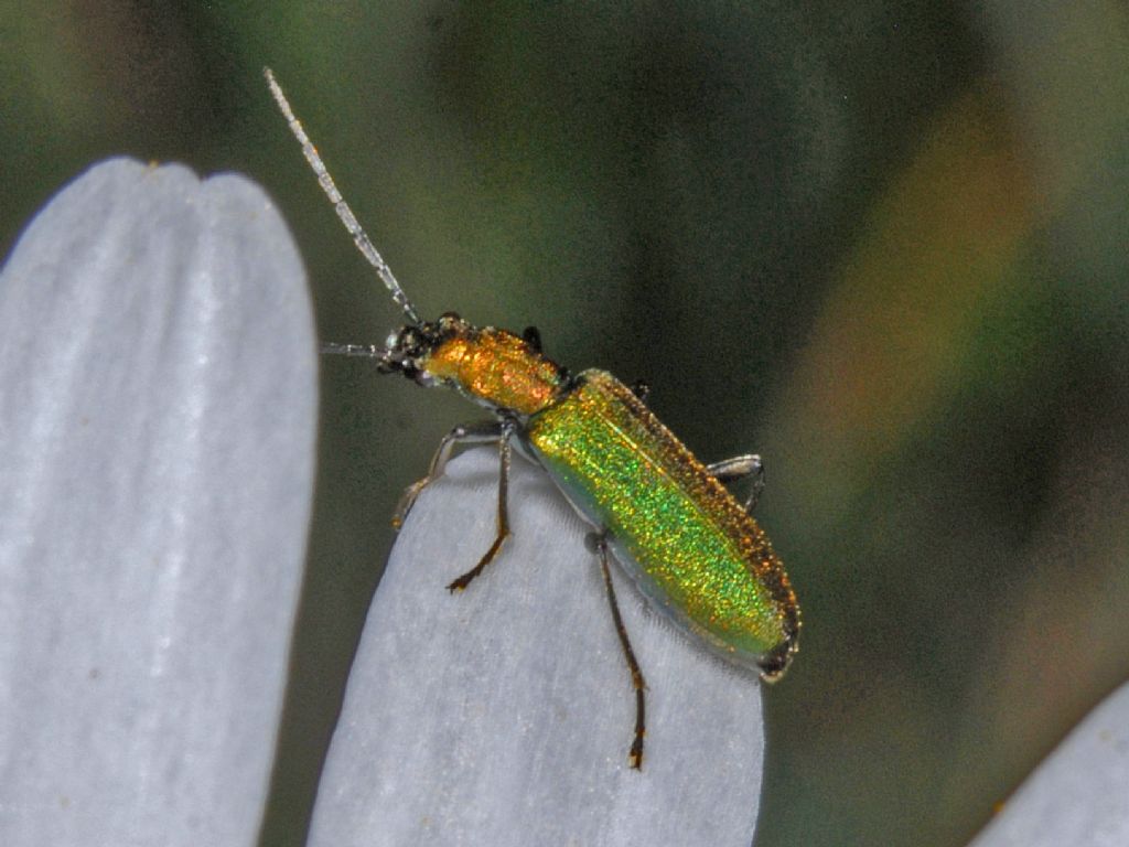 Una Chrysanthia fuori zona? No, C. viridissima, femmina (Oedemeridae)